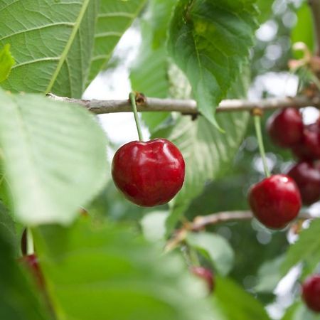 Farmstay Kmetija Stekar Kojsko エクステリア 写真