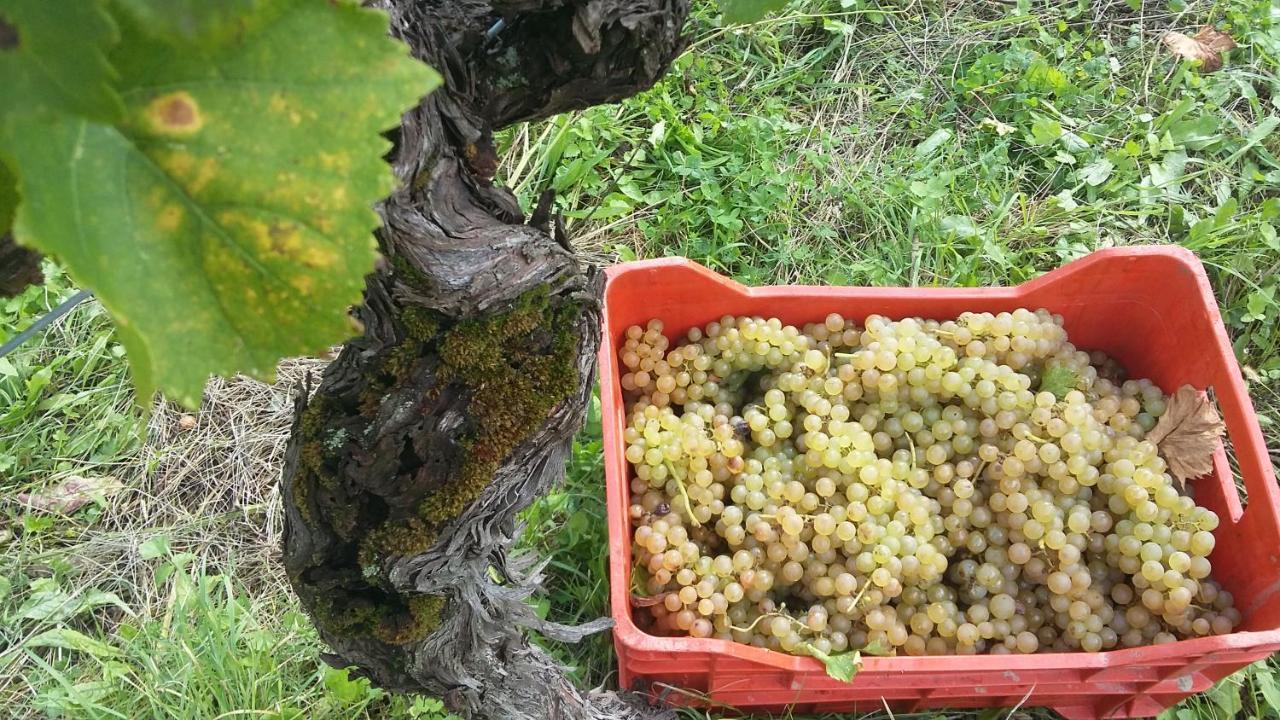 Farmstay Kmetija Stekar Kojsko エクステリア 写真