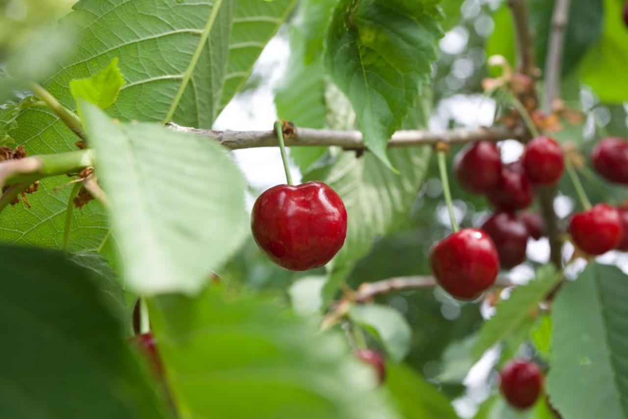 Farmstay Kmetija Stekar Kojsko エクステリア 写真