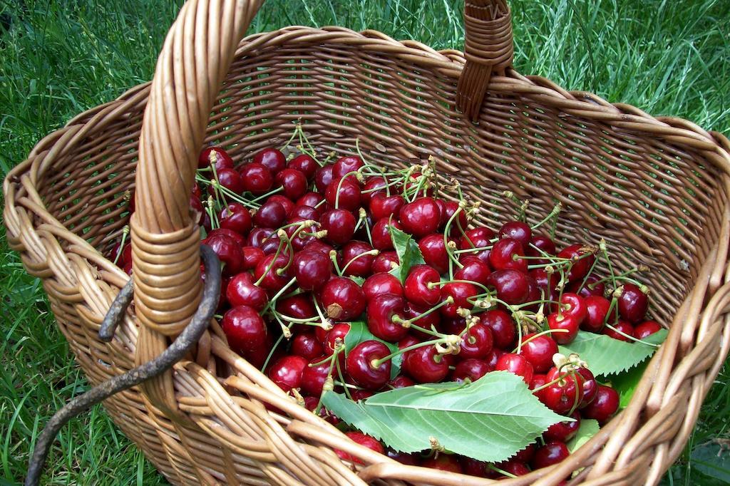 Farmstay Kmetija Stekar Kojsko エクステリア 写真
