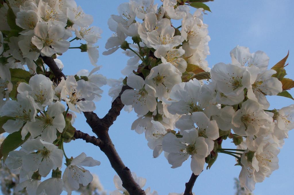 Farmstay Kmetija Stekar Kojsko エクステリア 写真