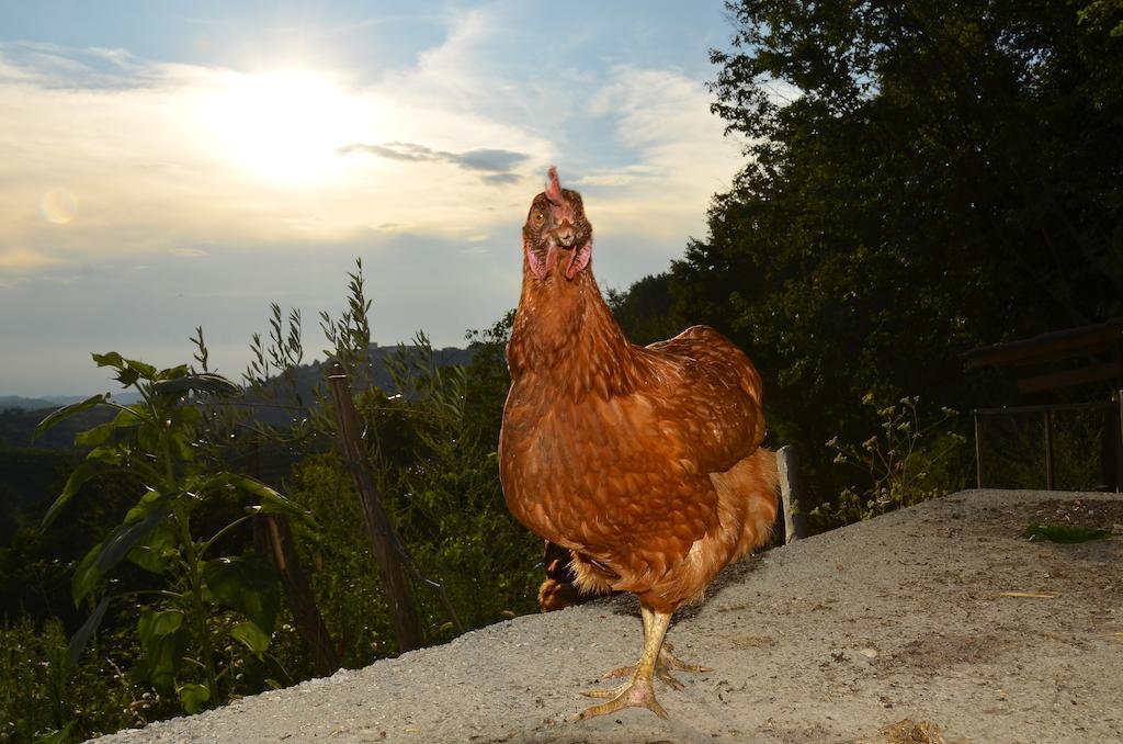 Farmstay Kmetija Stekar Kojsko エクステリア 写真