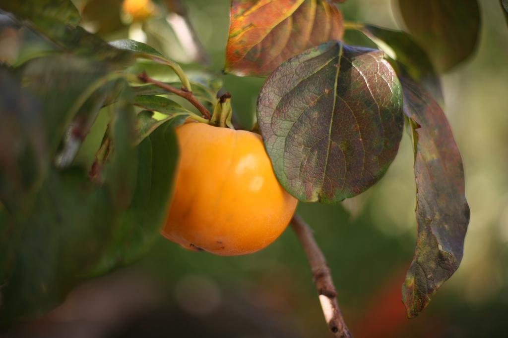 Farmstay Kmetija Stekar Kojsko エクステリア 写真