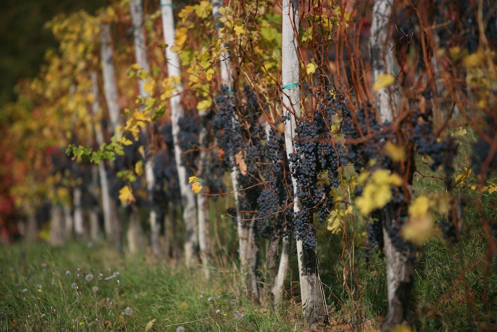 Farmstay Kmetija Stekar Kojsko エクステリア 写真